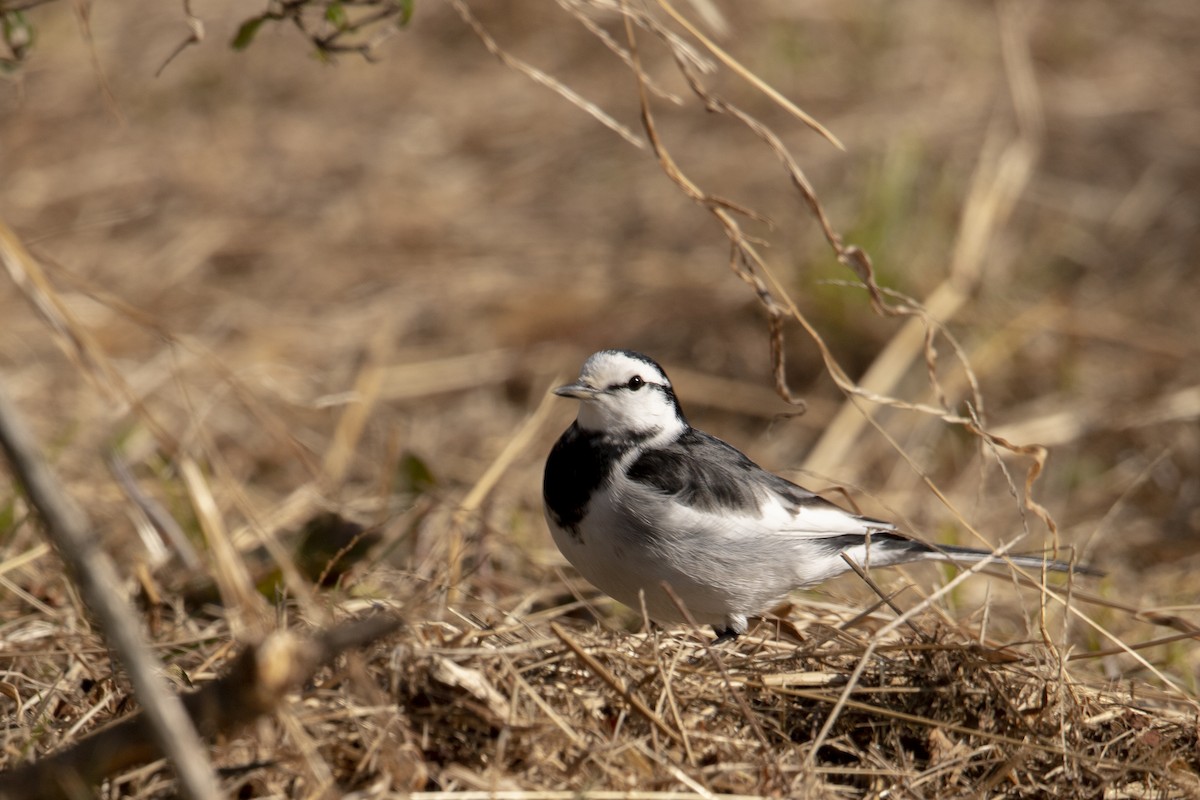 White Wagtail - ML546041221