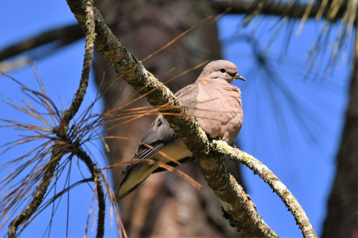 Eared Dove - ML546042121