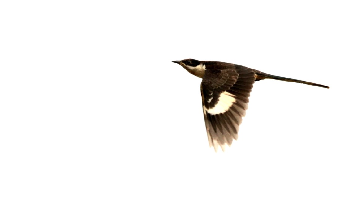 Pied Cuckoo - ML546042261