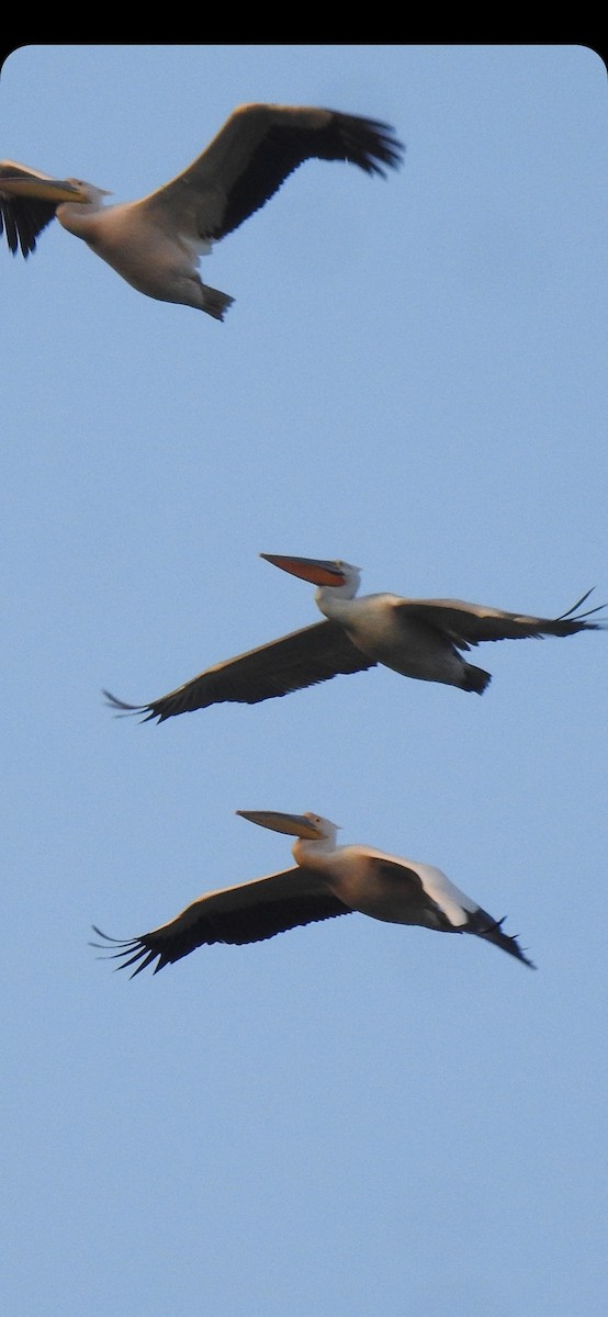 Great White Pelican - Ranjeet Singh