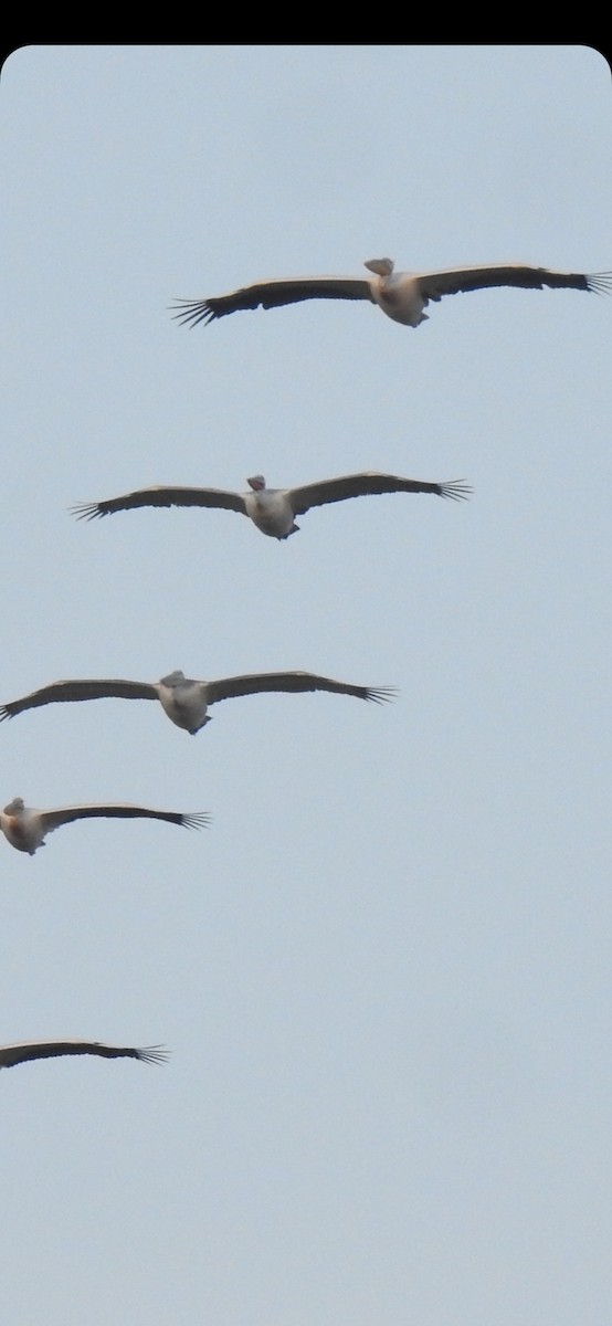 Great White Pelican - Ranjeet Singh