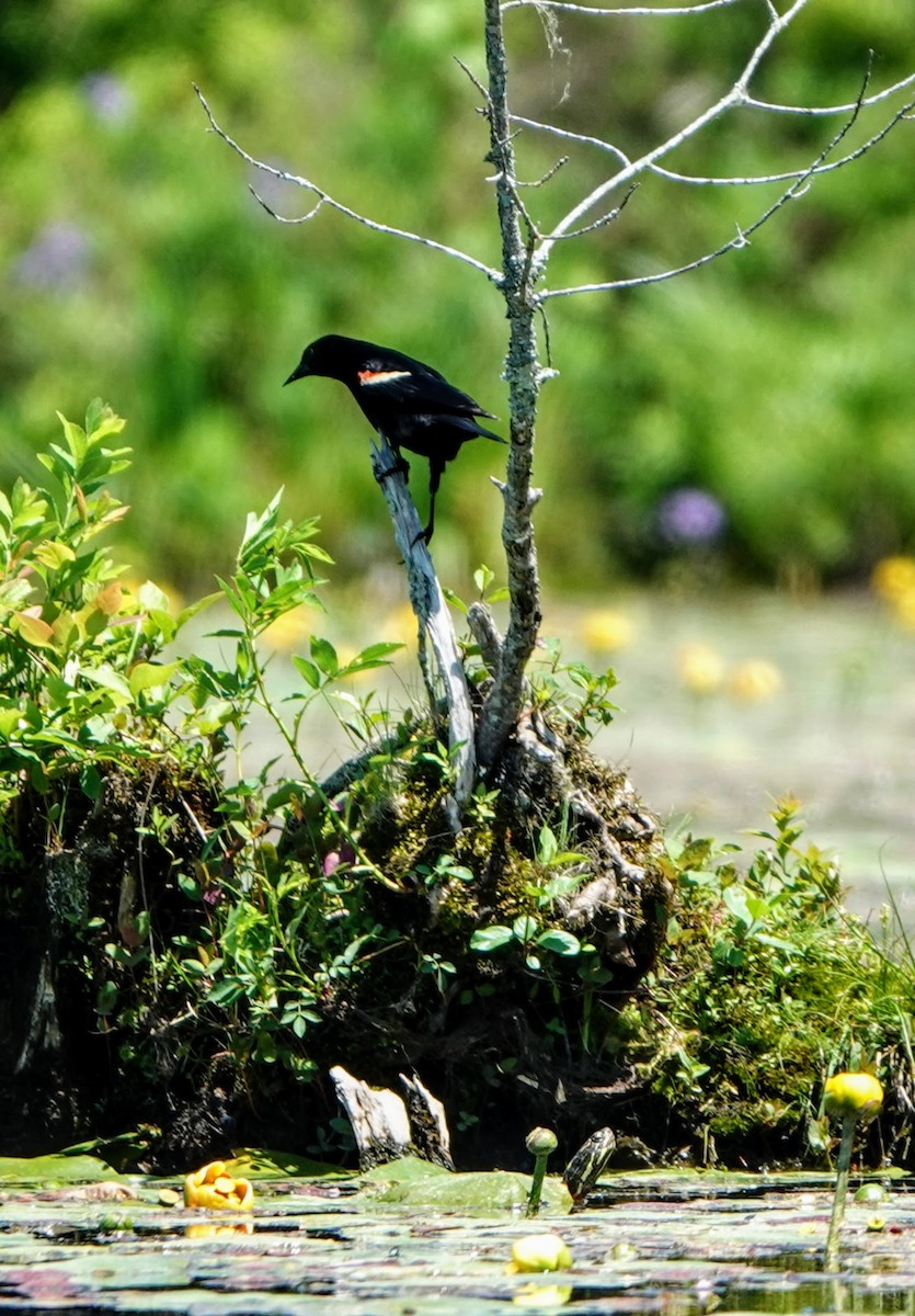 Red-winged Blackbird - ML546044031