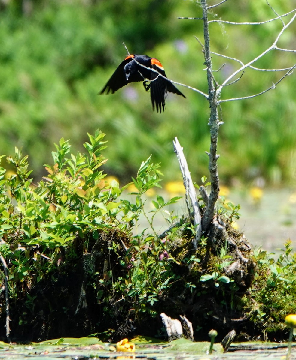 Red-winged Blackbird - ML546044041