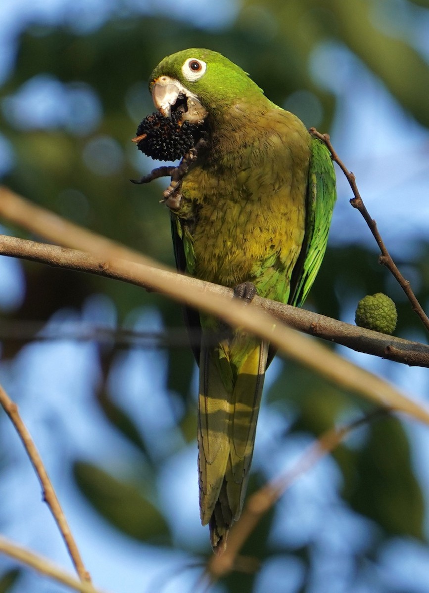 Olive-throated Parakeet - ML546047151