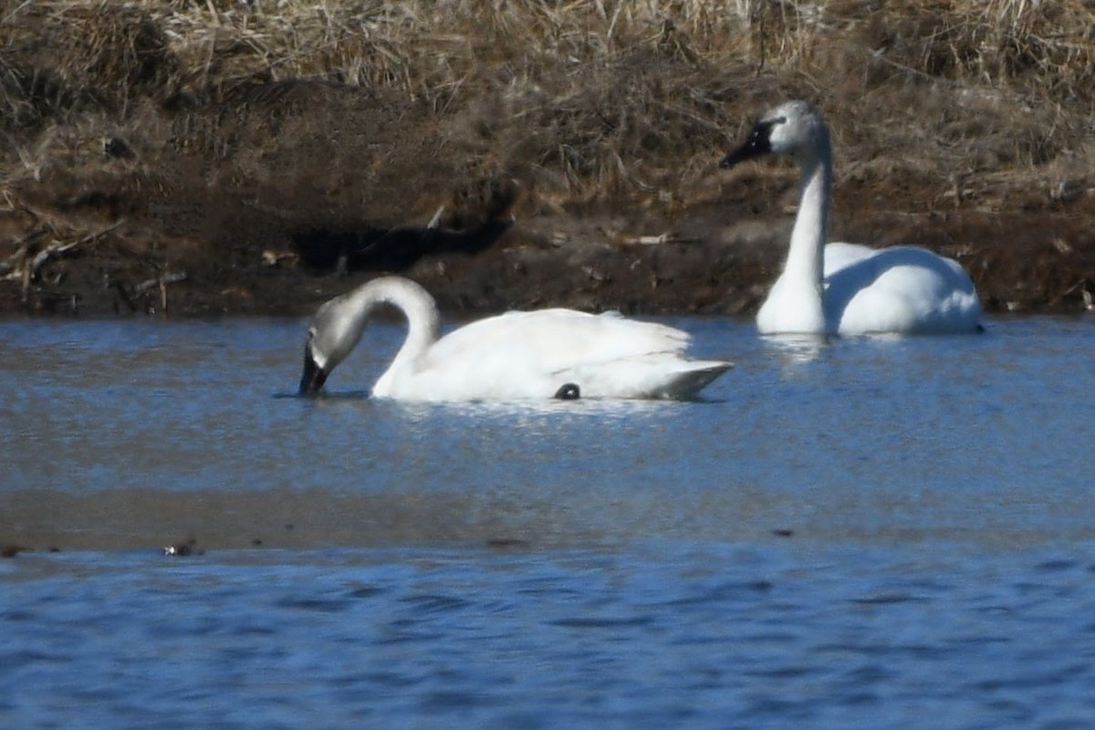 Trumpeter Swan - ML546048491