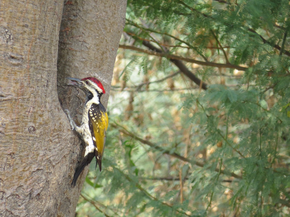 Black-rumped Flameback - Dominic Standing