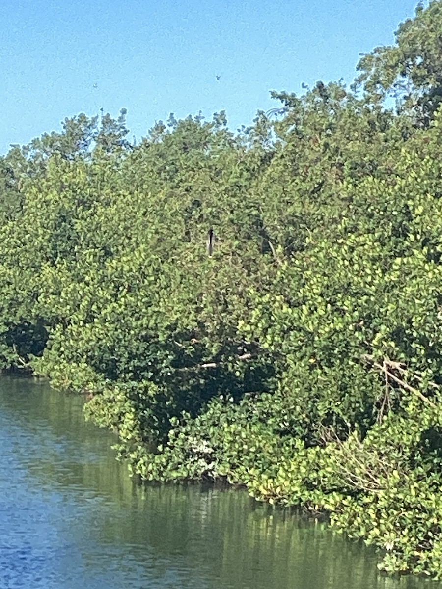 Anhinga Americana - ML546048931