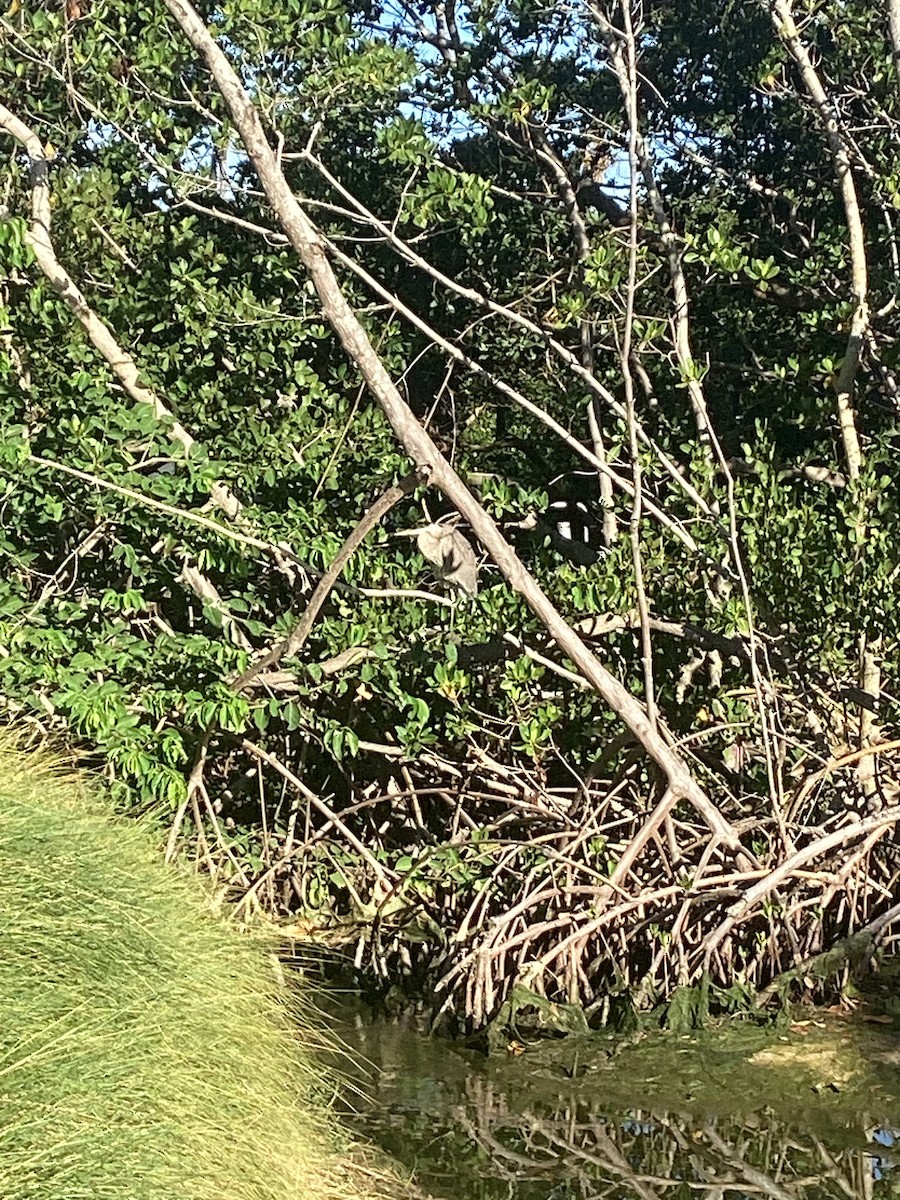 Great Blue Heron - ML546048971