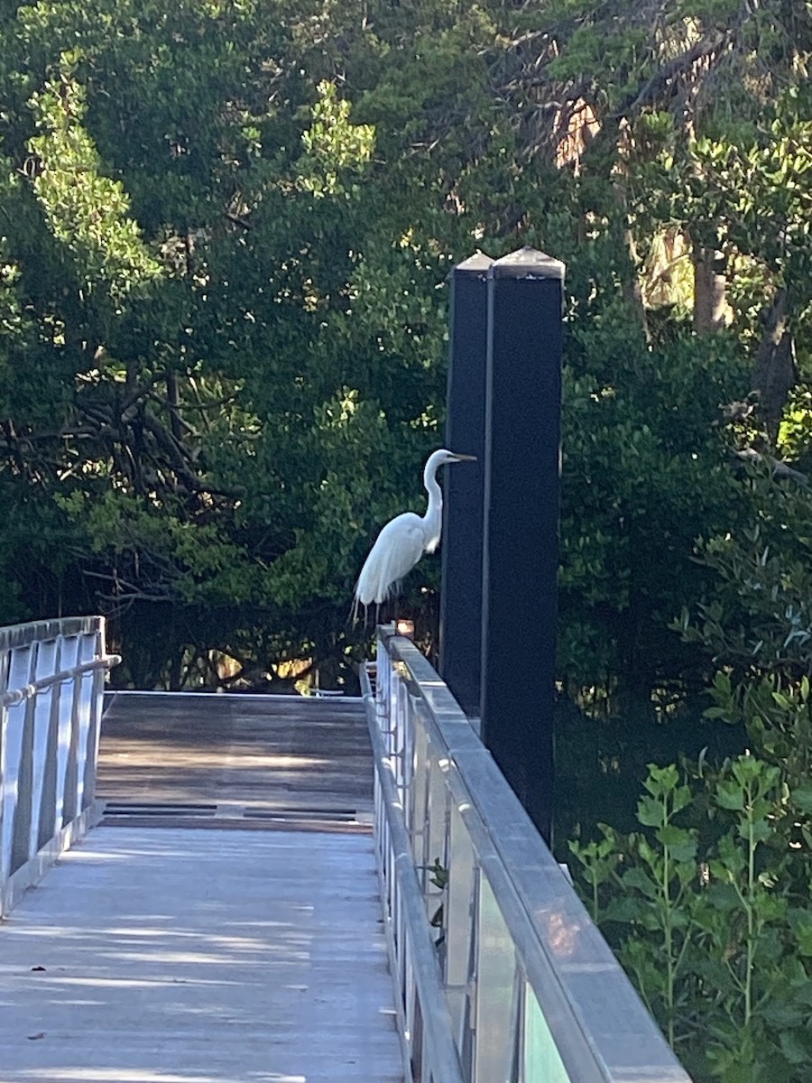 Great Egret - Craig Clevenger