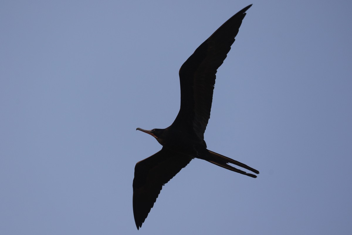 Magnificent Frigatebird - ML546049501