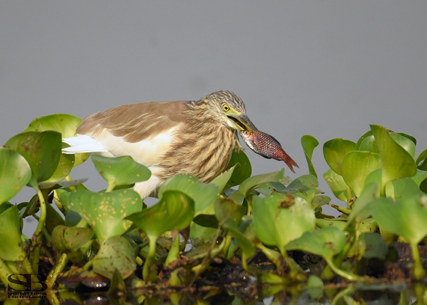 Indian Pond-Heron - Somnath Biswas