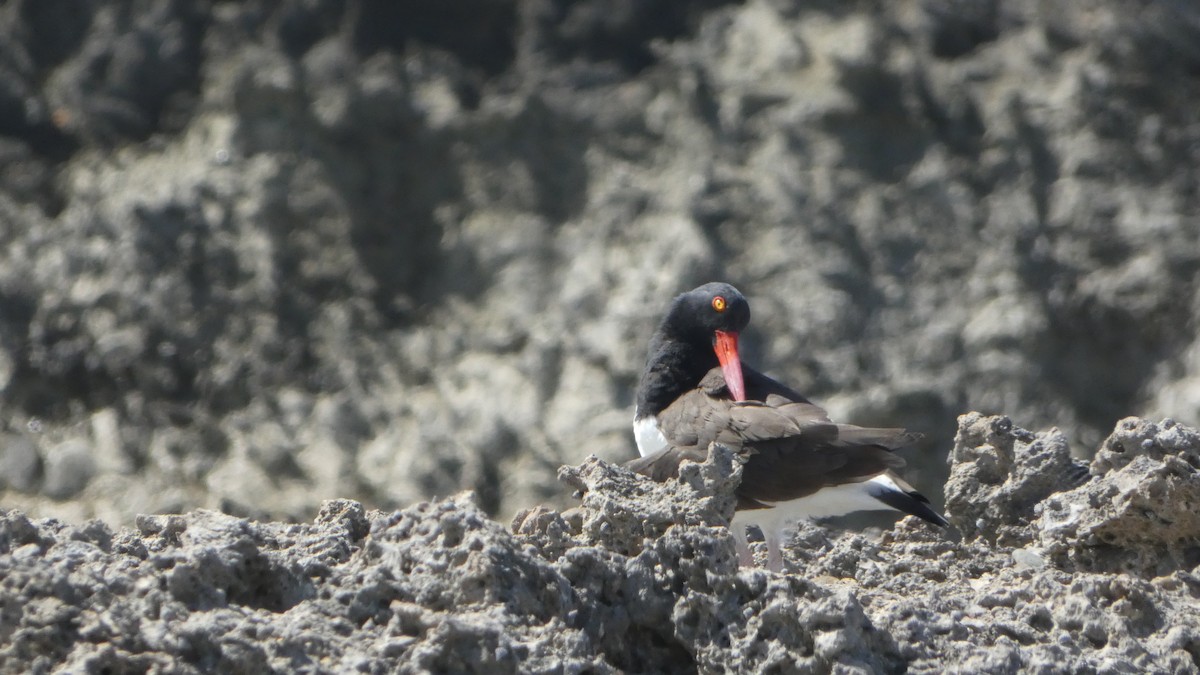 American Oystercatcher - ML546050741