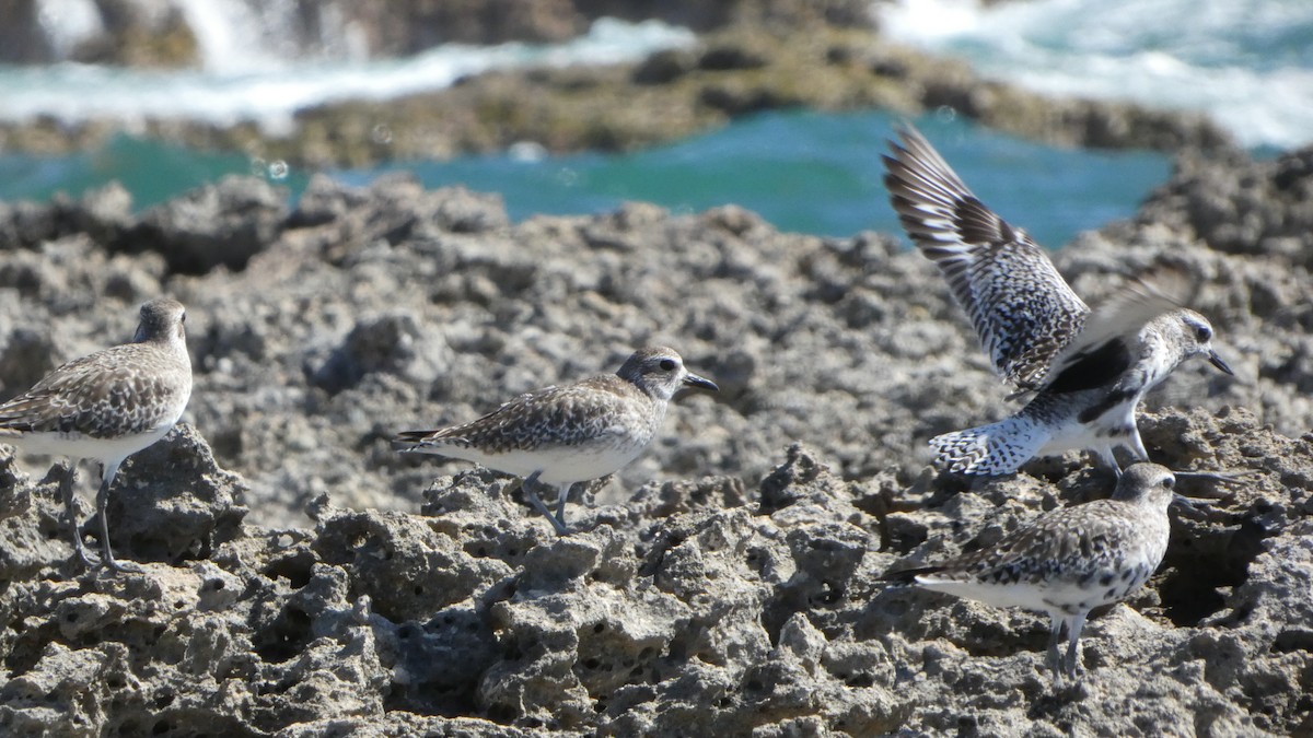Black-bellied Plover - ML546050791