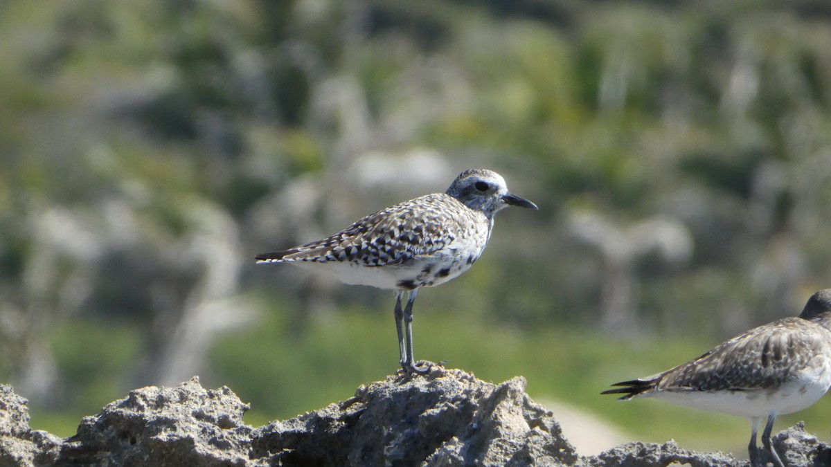 Black-bellied Plover - ML546050801