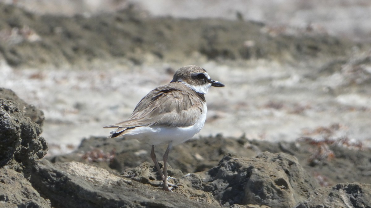 Wilson's Plover - ML546050901