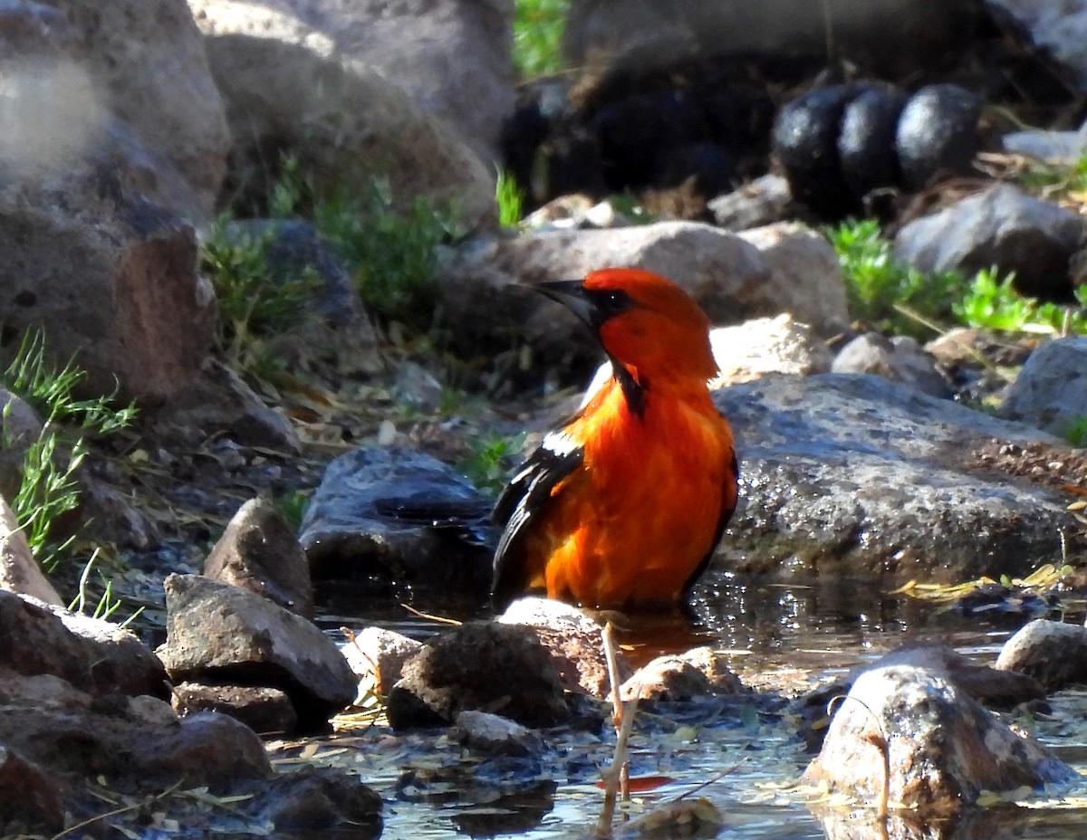 Streak-backed Oriole - ML546052351