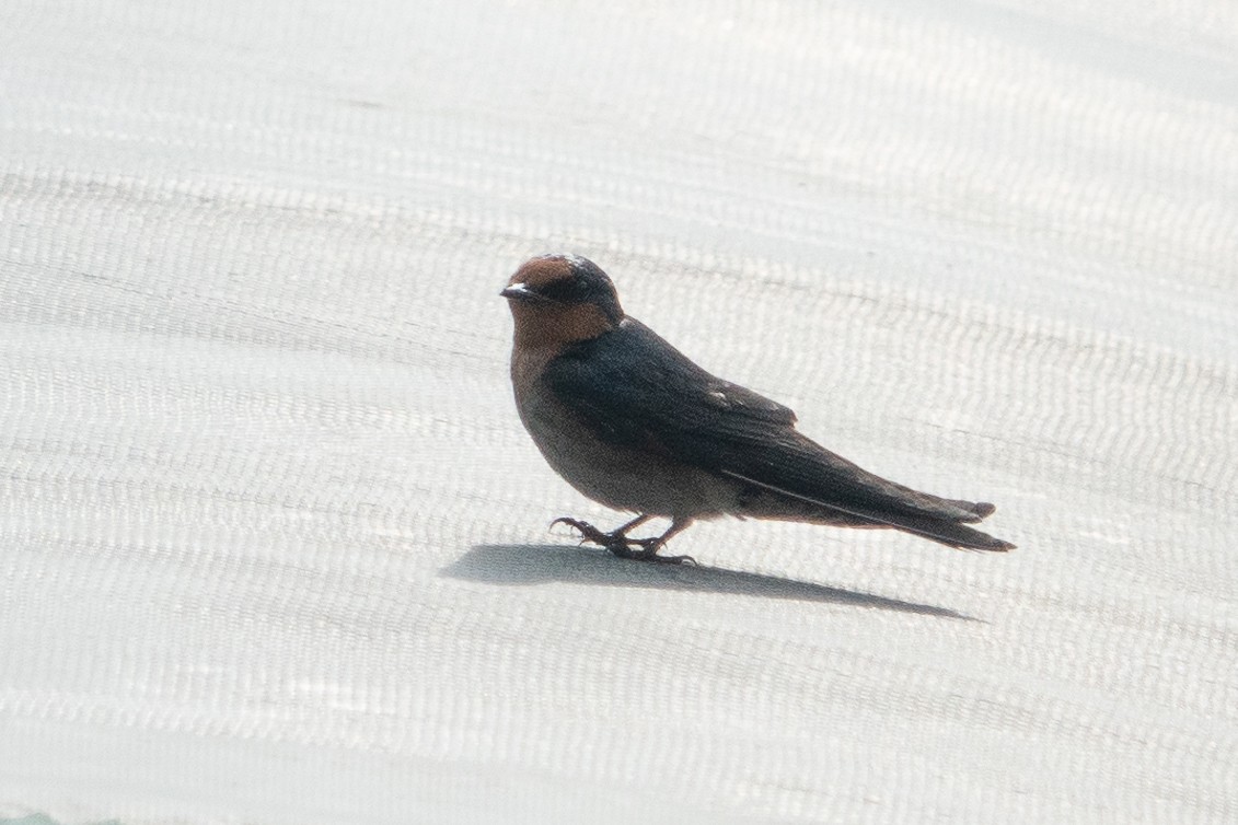 Pacific Swallow - ML546054101