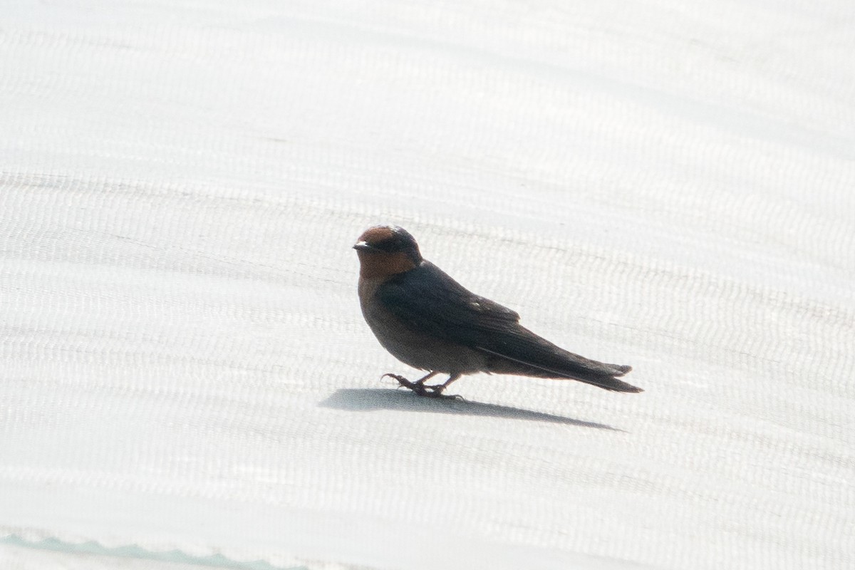 Pacific Swallow - ML546054111