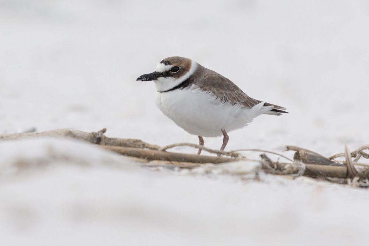 Wilson's Plover - ML546054811