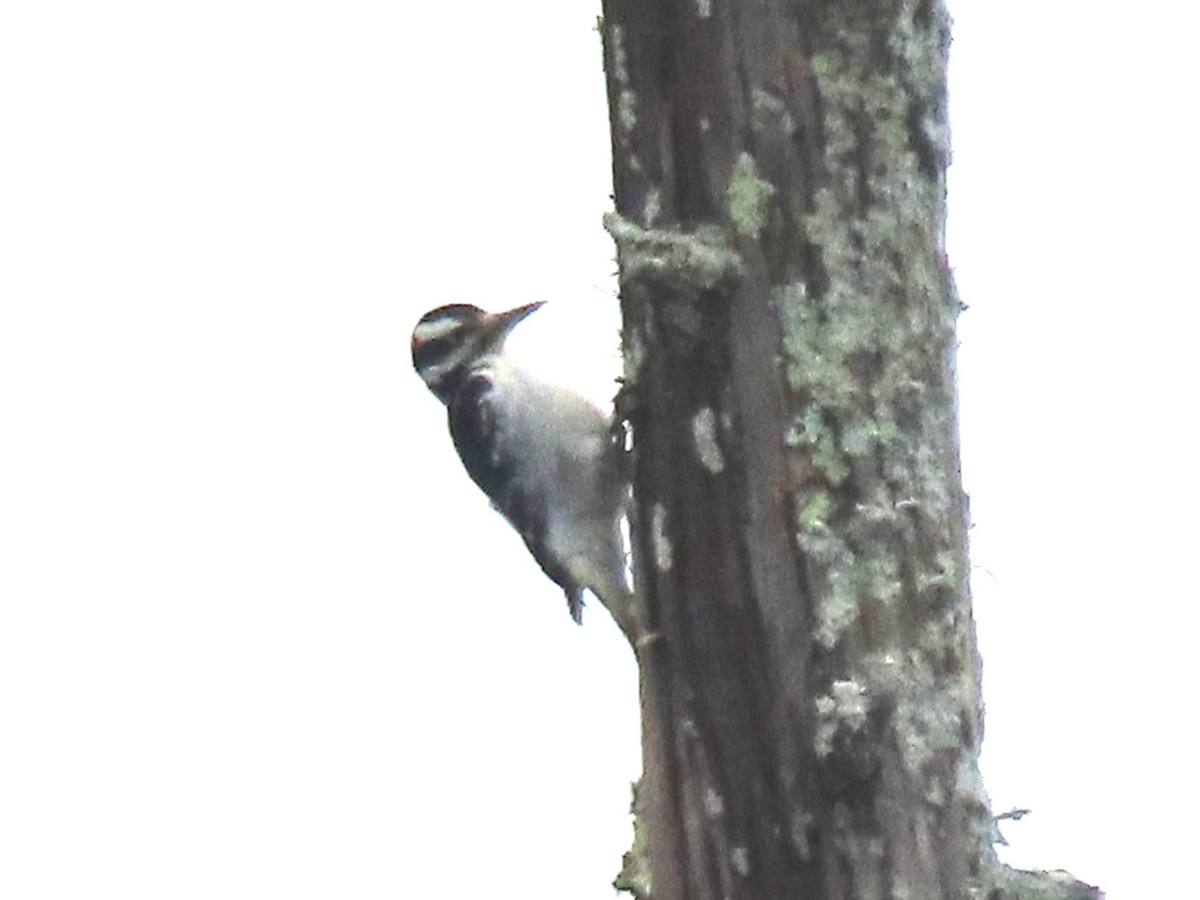 Hairy Woodpecker - ML546055661