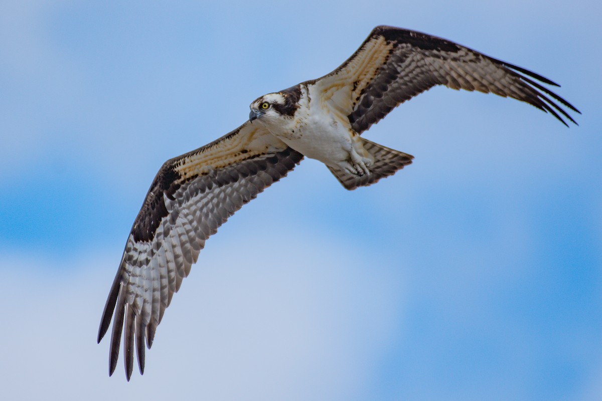 Osprey - ML54605641