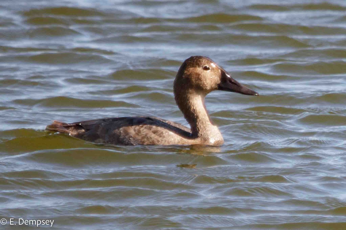 Canvasback - ML546056981