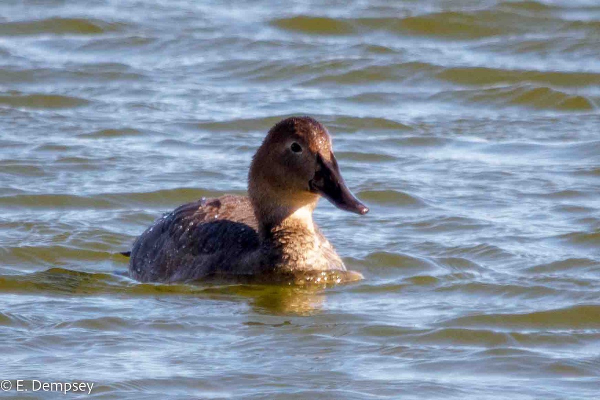 Canvasback - ML546057011