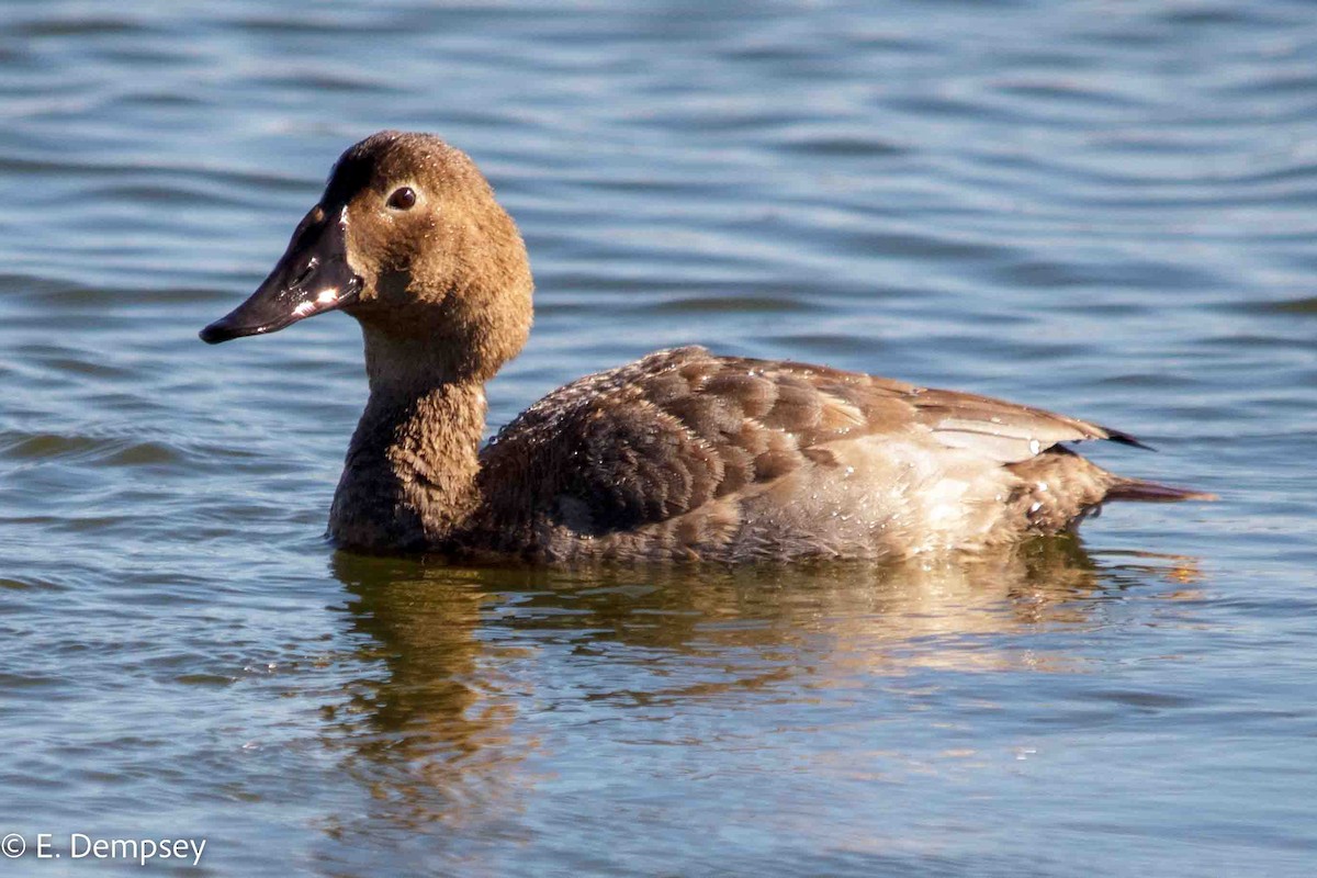 Canvasback - ML546057041