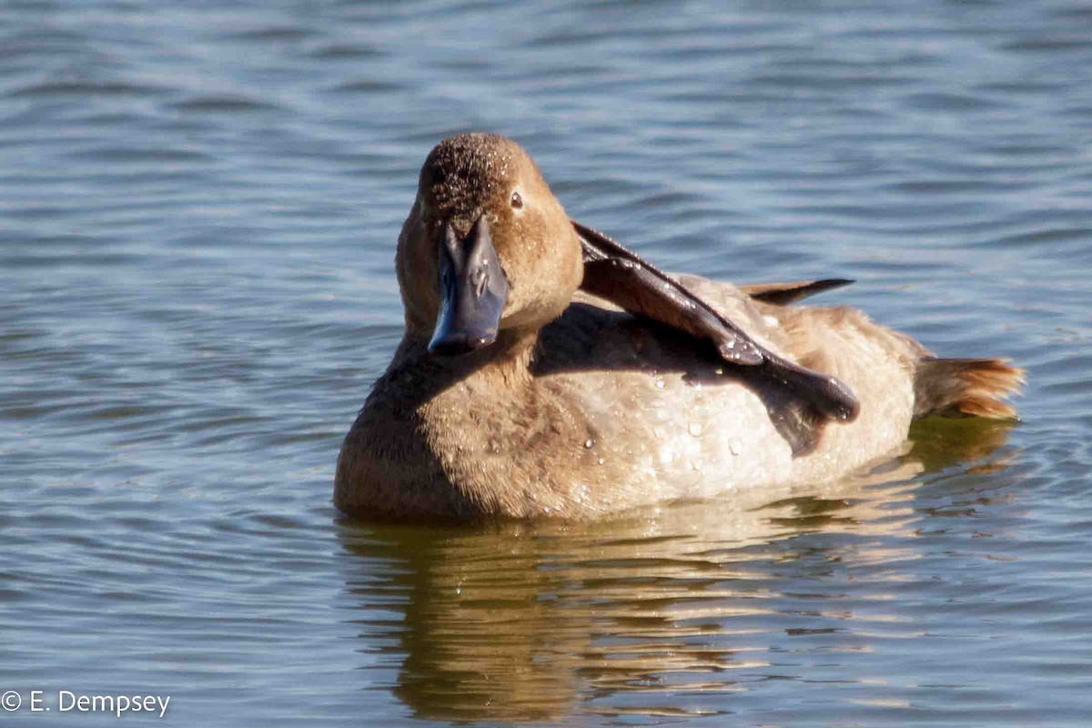 Canvasback - ML546057051