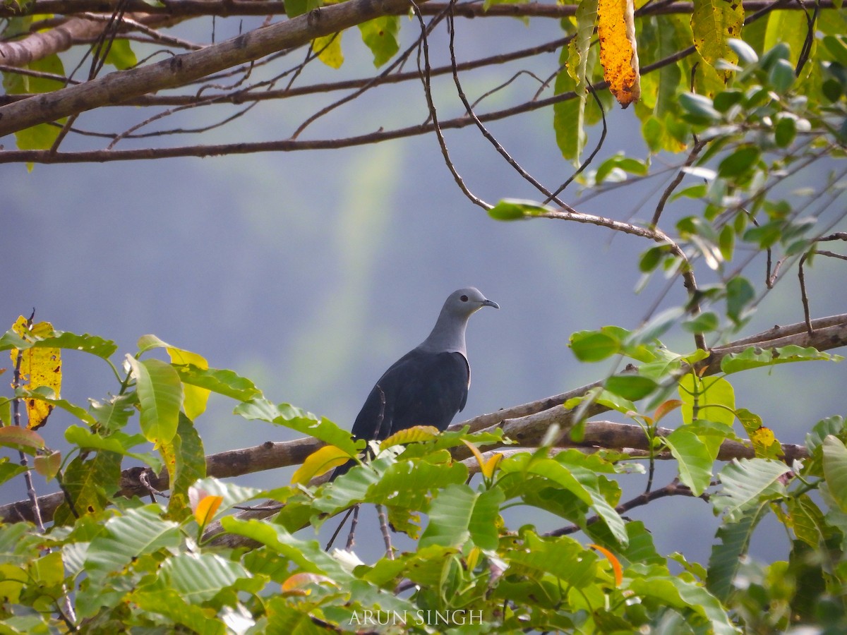 Nicobar Imperial-Pigeon - ML546057371