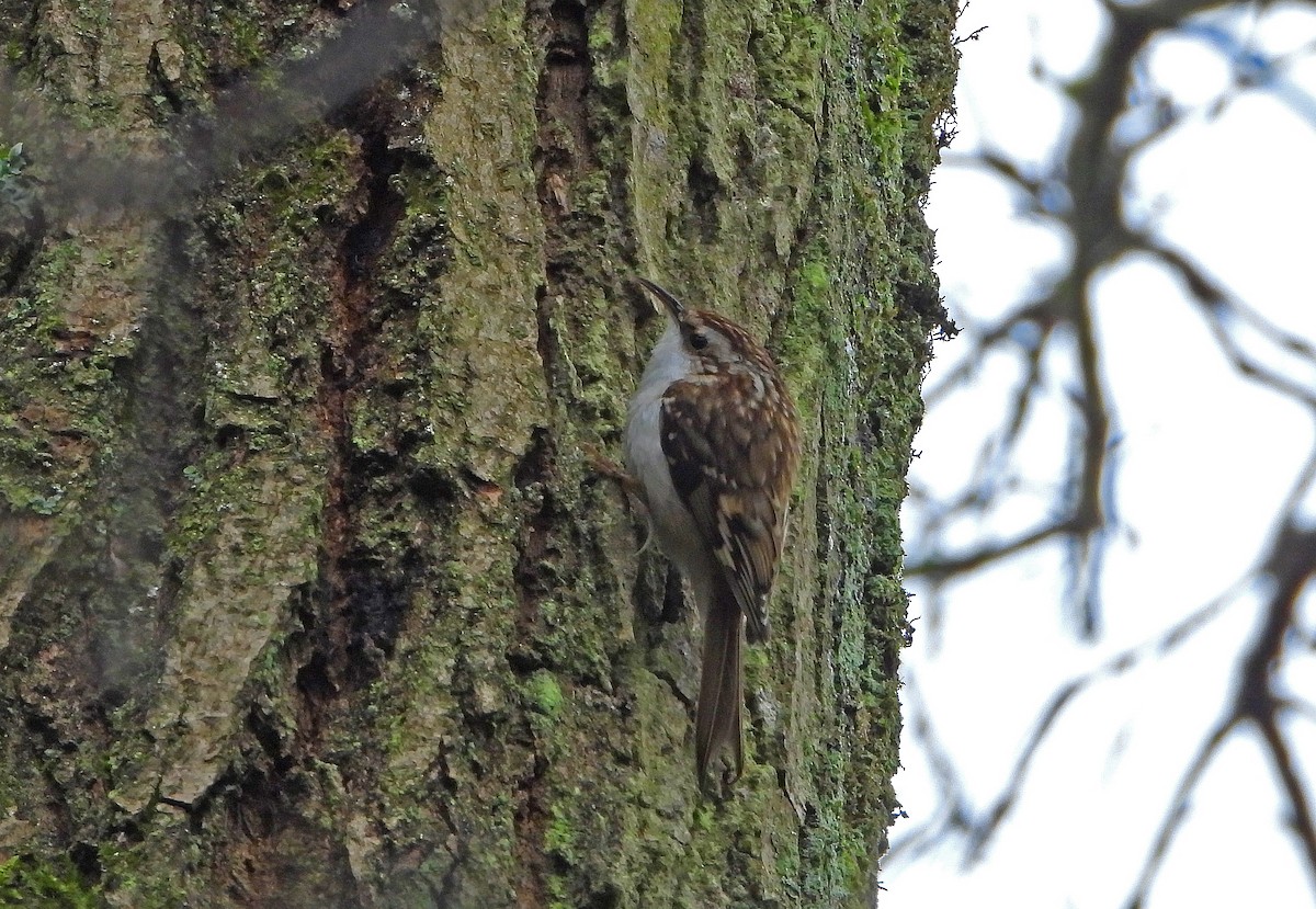 Eurasian Treecreeper - ML546058121