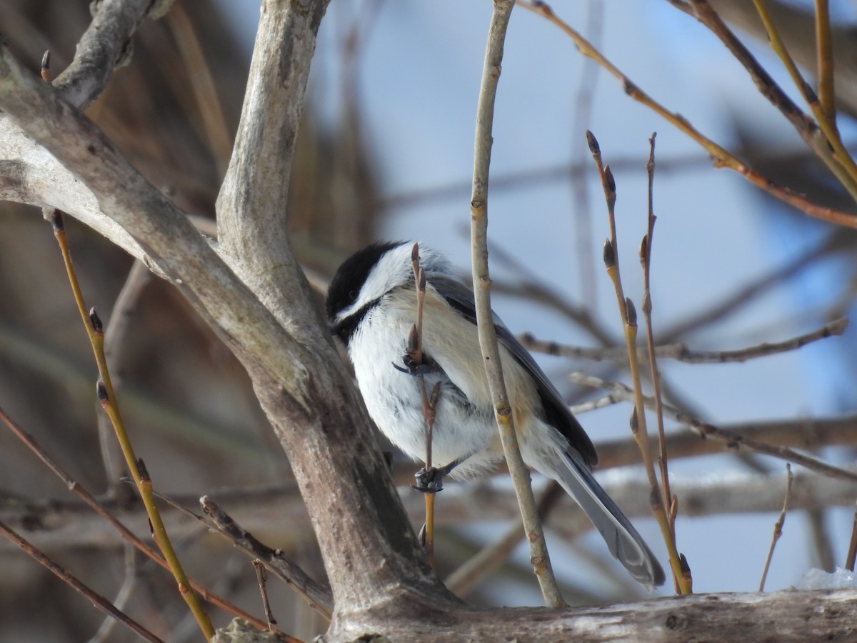 Black-capped Chickadee - ML546058441