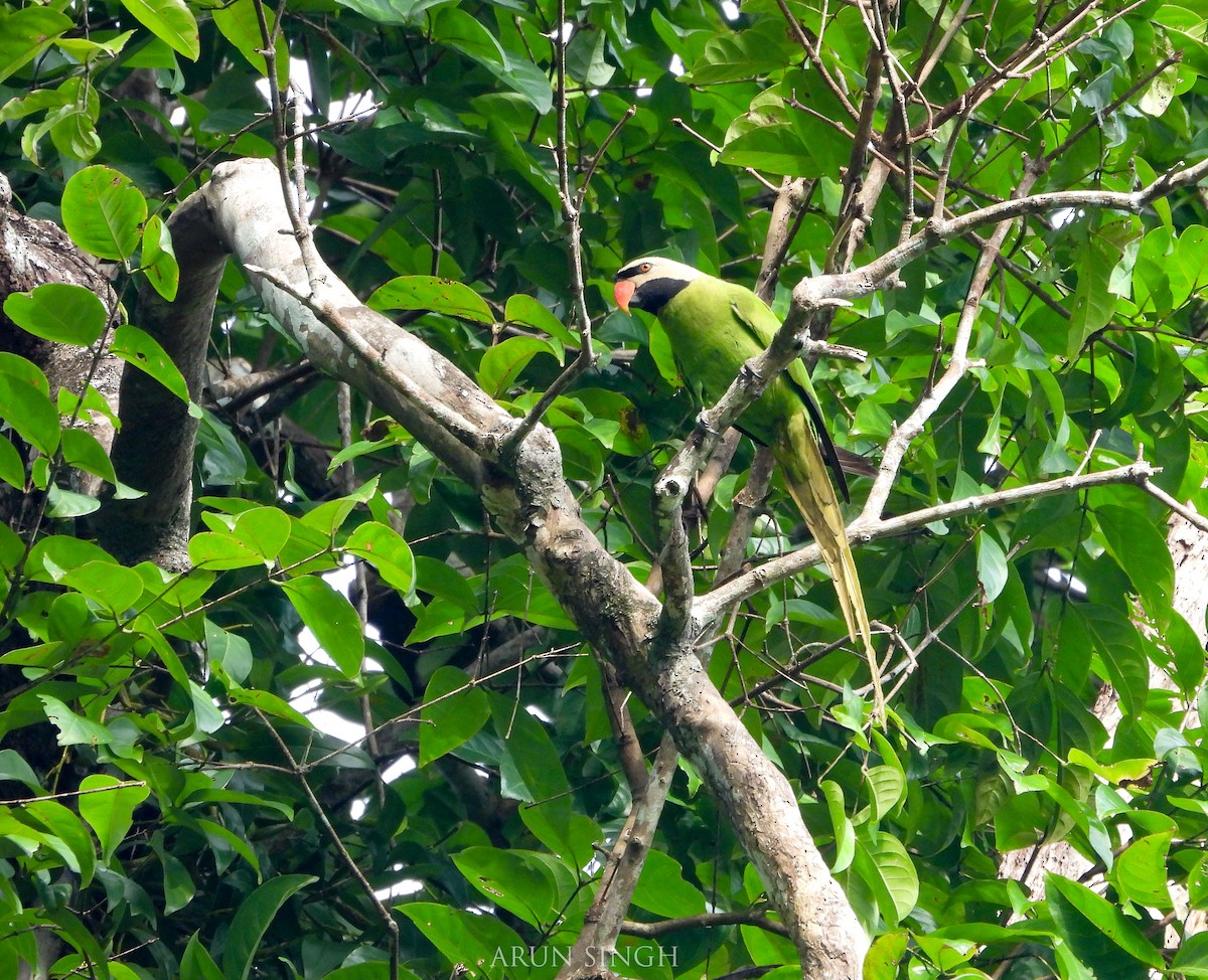 Nicobar Parakeet - ML546058451