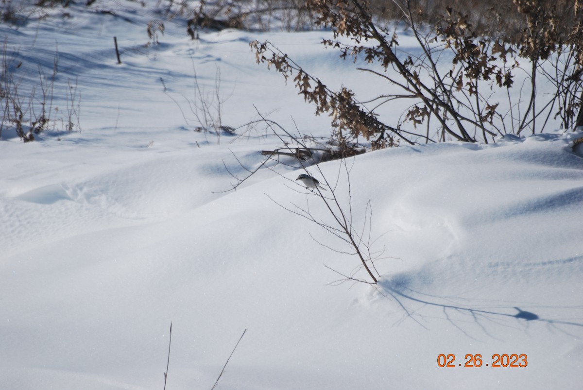 Northern Shrike - ML546058491