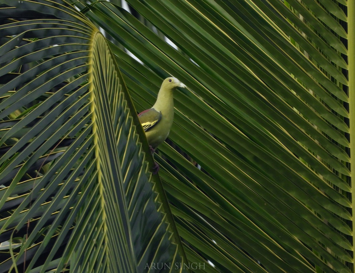 Colombar des Andaman - ML546058801