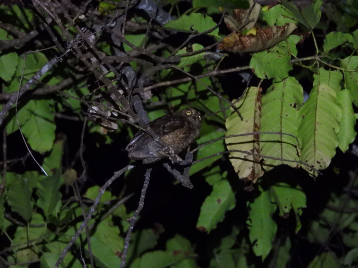 Nicobar Scops-Owl - Arun Singh: Andaman Bird Tour