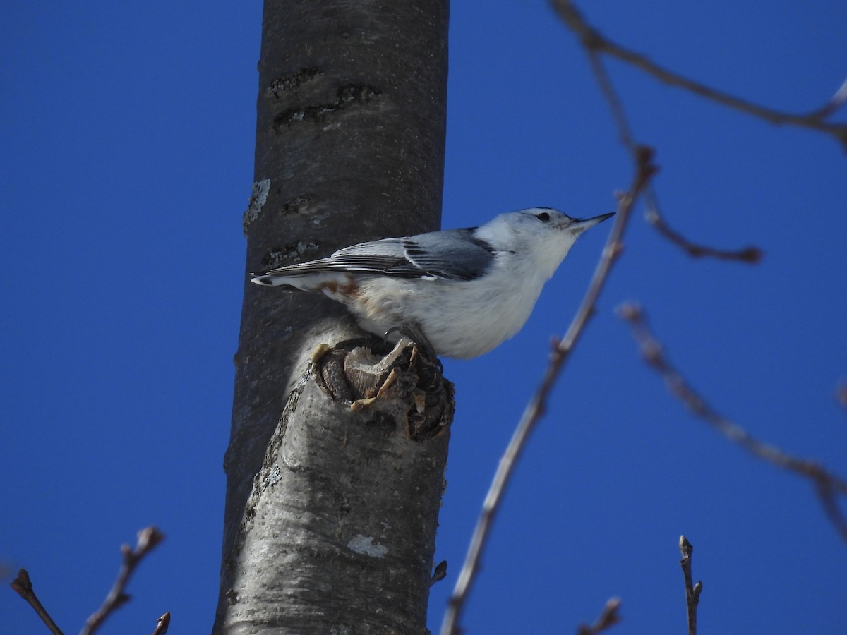 White-breasted Nuthatch - ML546058991
