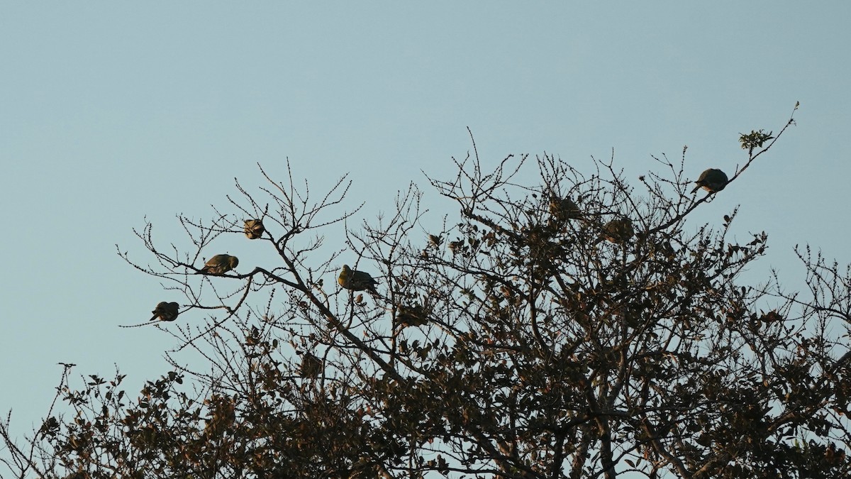 Yellow-footed Green-Pigeon - ML546060781