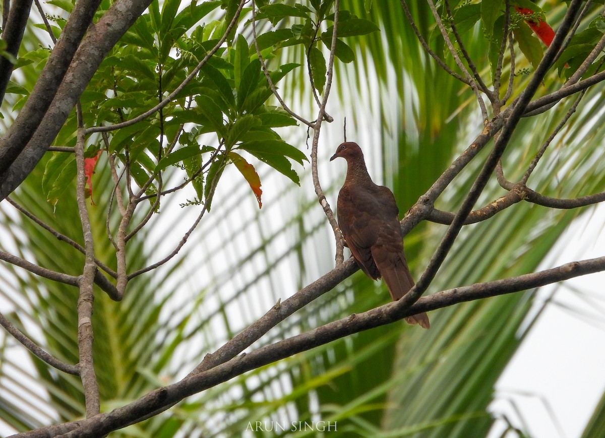 Andaman Cuckoo-Dove - ML546061321