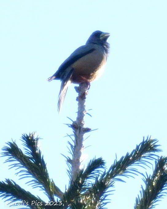 Collared Grosbeak - ML546061331