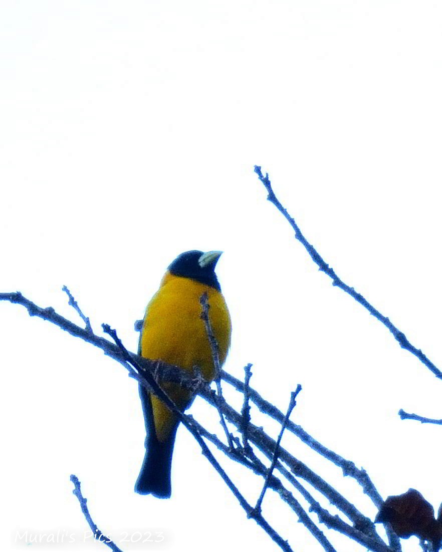 Collared Grosbeak - ML546061341