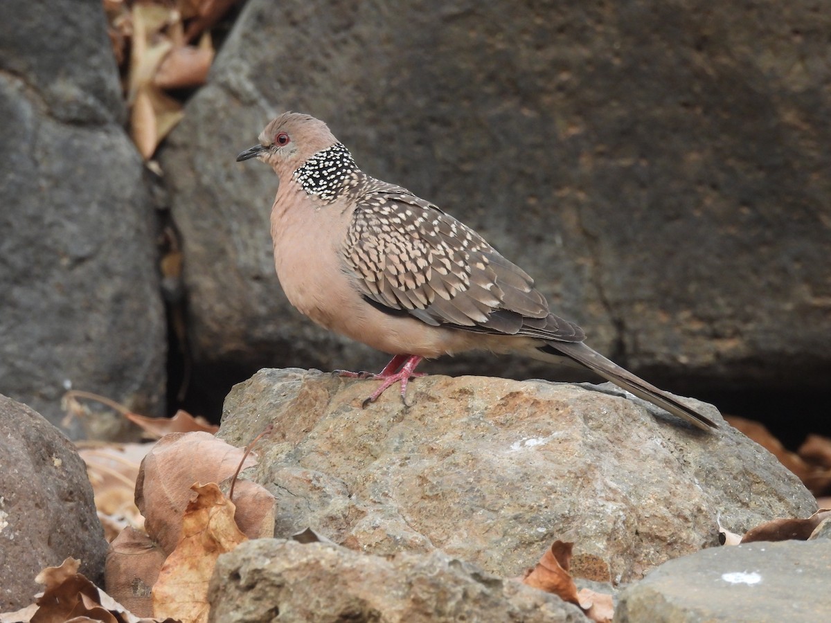 Spotted Dove - ML546062431
