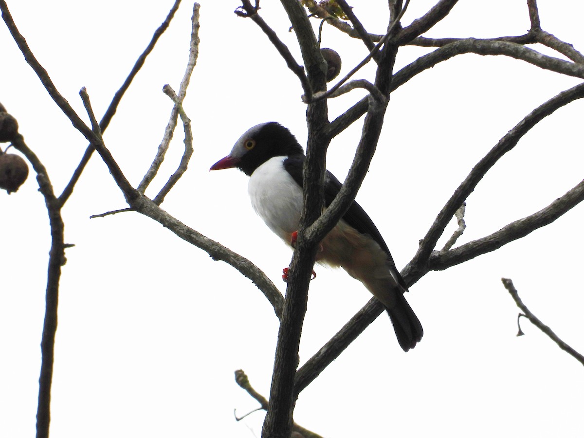 Red-billed Helmetshrike - ML546063011