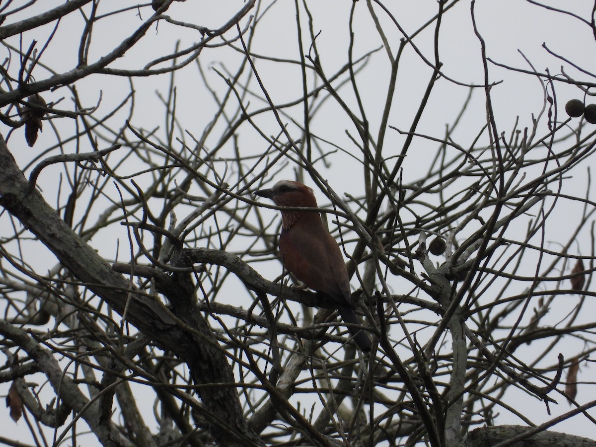 Rufous-crowned Roller - Erin Cole