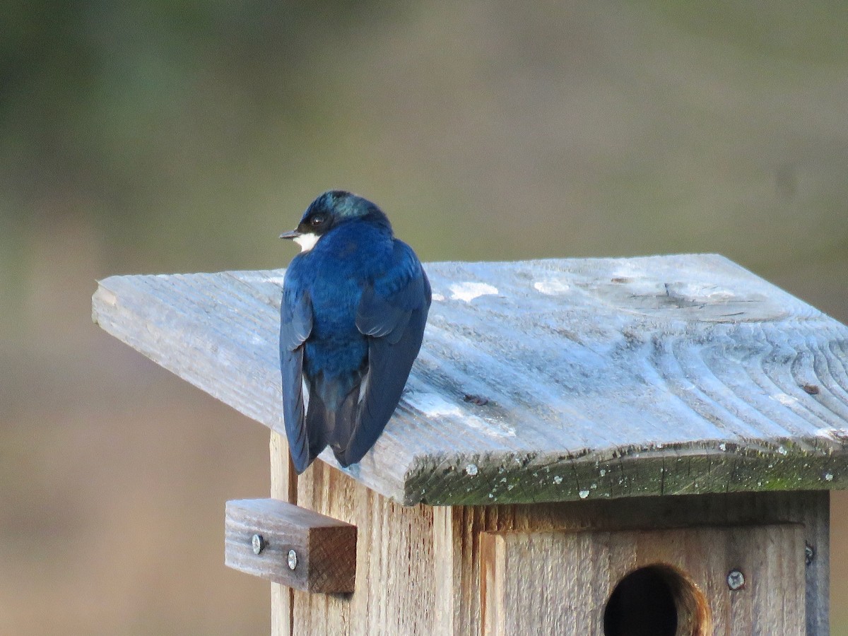 Tree Swallow - michele ramsey