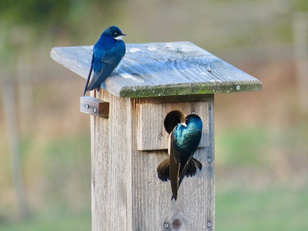 Tree Swallow - ML546063231