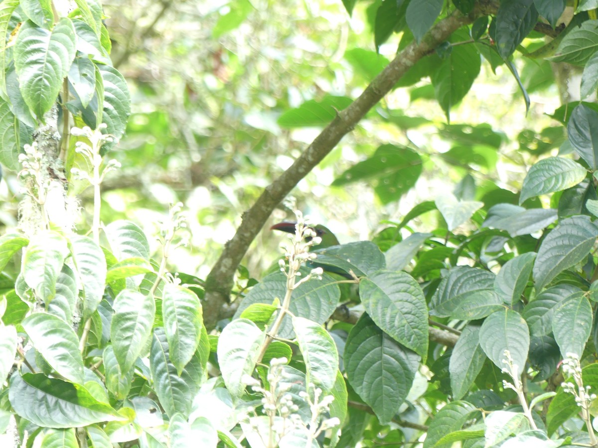 Toucanet à croupion rouge - ML546063271