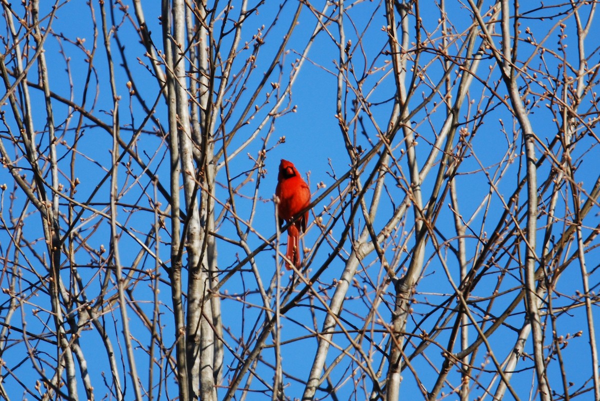 Northern Cardinal - ML546063921