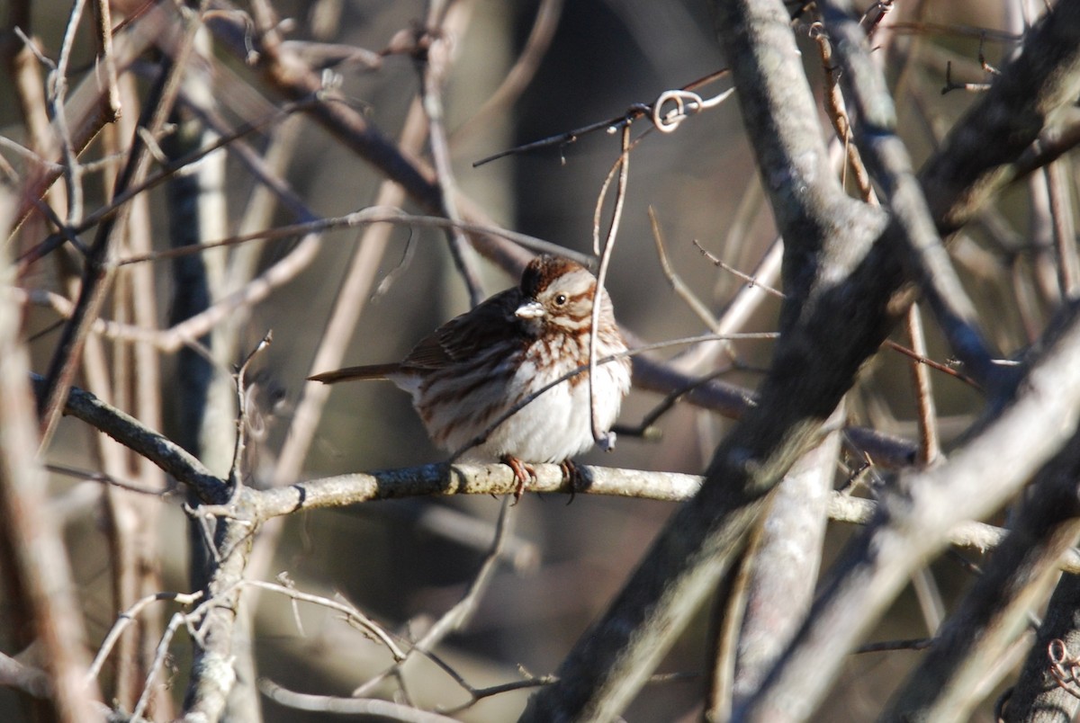 Song Sparrow - ML546064051