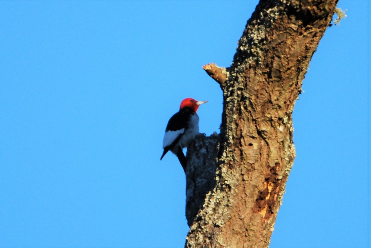 Pic à tête rouge - ML546064131